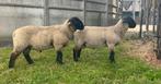 Suffolk ramlammeren tekoop, Dieren en Toebehoren, Mannelijk, Schaap