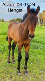 PRE veulen p.r.e. 2024, Dieren en Toebehoren, Paarden, Gechipt, Niet van toepassing, Dressuurpaard, 0 tot 2 jaar