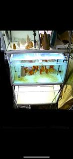 Aquarium stelling, Dieren en Toebehoren, Vissen | Aquaria en Toebehoren, Ophalen, Gebruikt, Leeg aquarium