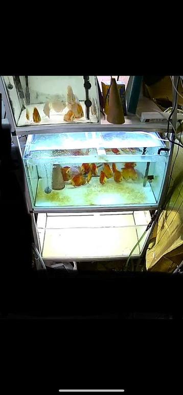 Aquarium stelling beschikbaar voor biedingen