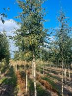 Xl bomen en struiken. Berken .elzen .. Amelchier., Ophalen of Verzenden