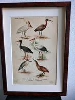 Litho Floericke Vogels Bird Roofvogel Ooievaar Lepelaar 1922, Antiek en Kunst, Verzenden