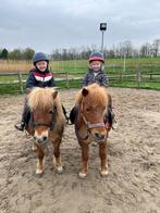 Zeer brave lease/ verzorg pony’s aangeboden, Dieren en Toebehoren
