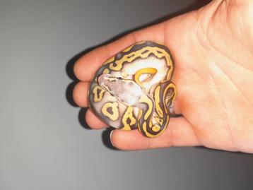1.0 Leopard blackpastel 100% het.pied beschikbaar voor biedingen