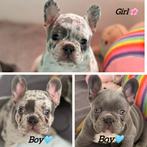 Exclusieve Franse Bulldog Puppies – met Stamboom, Rabiës (hondsdolheid), 8 tot 15 weken, Bulldog, Meerdere