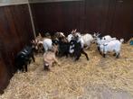 Dwergbokjes, Dieren en Toebehoren, Schapen, Geiten en Varkens, Mannelijk, Geit
