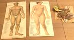 Oude anatomie platen met losse lichaamsdelen Roode Kruis, Antiek en Kunst, Antiek | Boeken en Bijbels, Ophalen of Verzenden