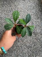 Madagascar jewel stekjes, Ophalen of Verzenden, Overige soorten, Minder dan 100 cm