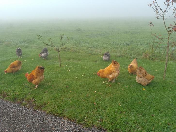 Meerdere soorten jonge Orpington Kippen en faverolle kippen, Dieren en Toebehoren, Pluimvee, Kip, Meerdere dieren
