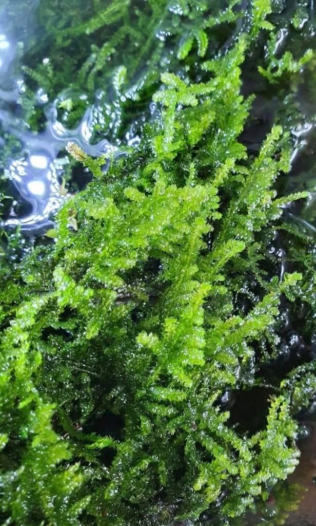 Javamos te koop, Ophalen of Verzenden