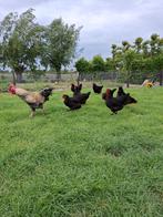 Mooie marans kippen, Meerdere dieren, Kip