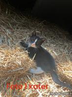 Nog 1 tamme boerderij kitten te koop, Dieren en Toebehoren, Katten en Kittens | Overige Katten, Kater