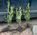 Laurier haag prunus Genolia Novita Herbergii Bonaparte 30/50, Ophalen, Laurier