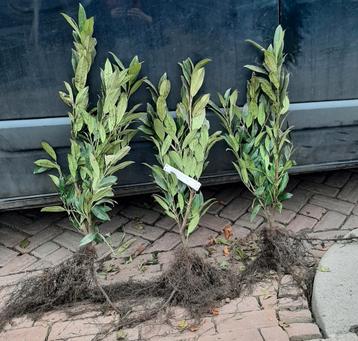 Laurier haag prunus Genolia Novita Herbergii Bonaparte 30/50 beschikbaar voor biedingen
