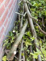 Gratis Hout gesnoeide boom, Ophalen, Gebruikt, 25 tot 50 mm, Overige typen