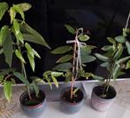 Begonia tamaya planten, Ophalen, Overige soorten, Halfschaduw, In pot