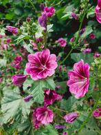 Groot kaasjeskruid zaden, Ophalen of Verzenden, Voorjaar, Volle zon, Zaad