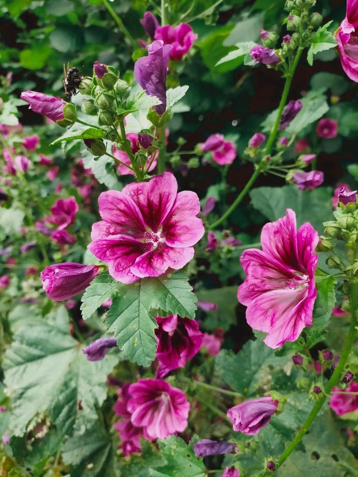 Groot kaasjeskruid zaden, Tuin en Terras, Bloembollen en Zaden, Zaad, Voorjaar, Volle zon, Ophalen of Verzenden