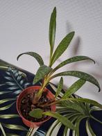Ledebouria Socialis, Ophalen of Verzenden, Overige soorten, Minder dan 100 cm
