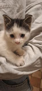 kitten, Dieren en Toebehoren, Katten en Kittens | Overige Katten, Kater, Kortharig, 0 tot 2 jaar