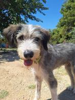 Ontmoet Ra, op zoek naar zijn forever home, Dieren en Toebehoren, Honden | Niet-rashonden, Particulier, Rabiës (hondsdolheid)