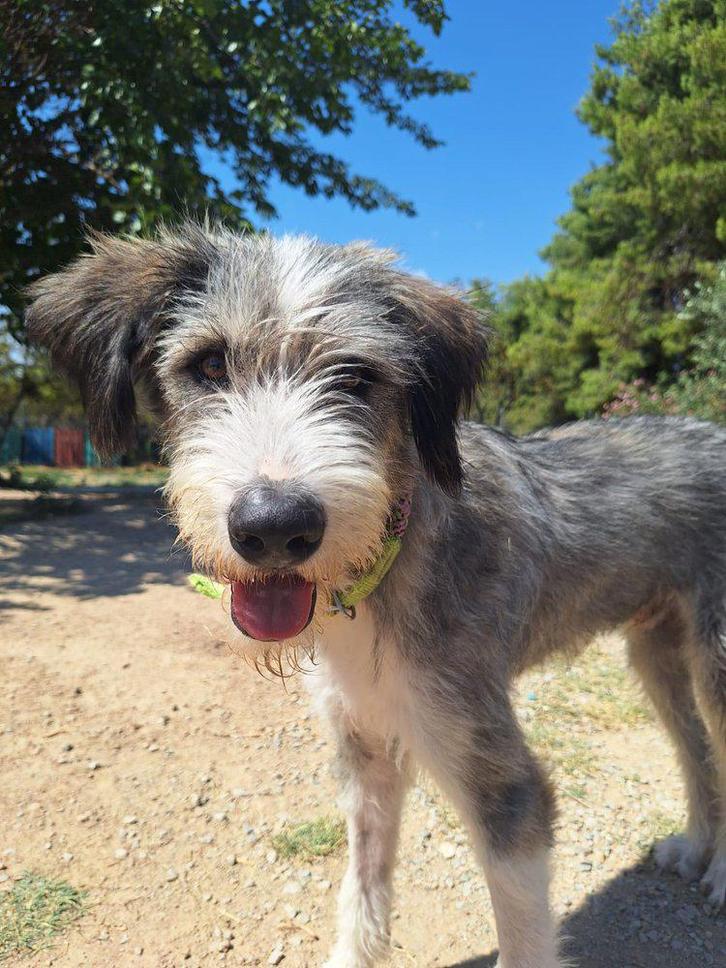 Ontmoet Ra, op zoek naar zijn forever home, Dieren en Toebehoren, Honden | Niet-rashonden, Middel, Reu, Particulier, Eén hond