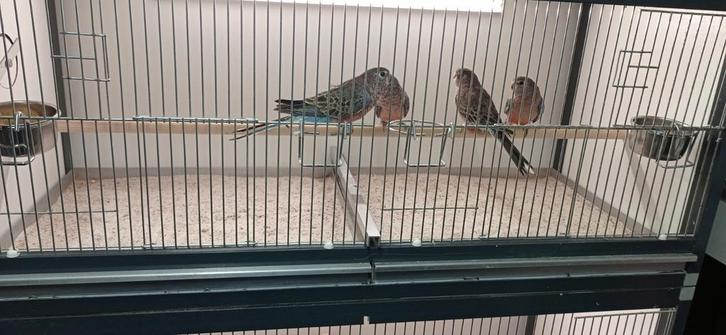 Bourke parkieten, Dieren en Toebehoren, Vogels | Parkieten en Papegaaien, Meerdere dieren