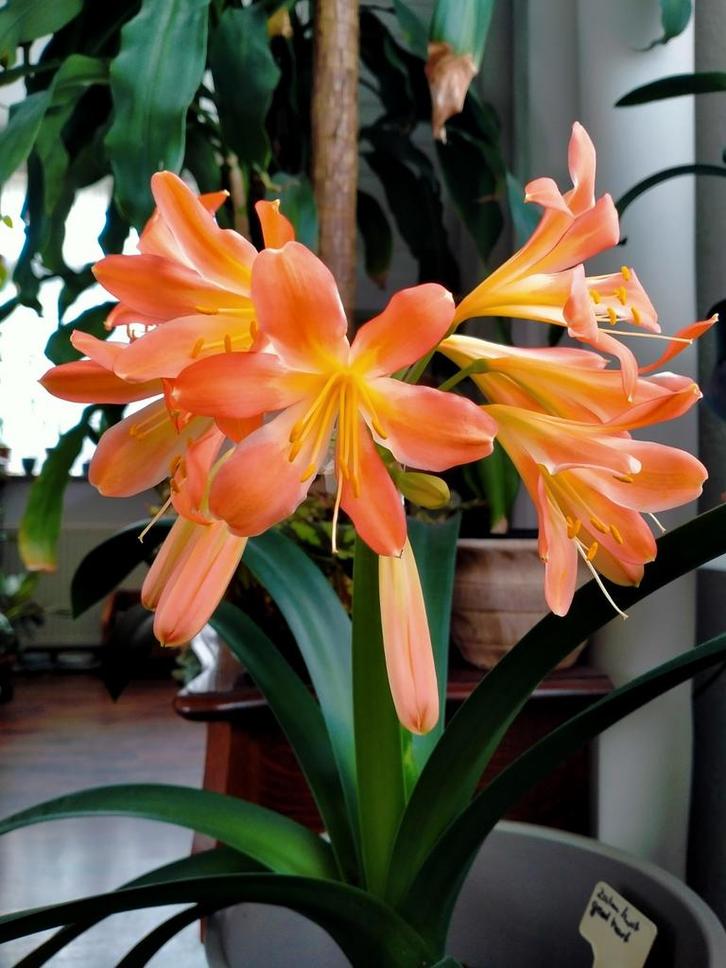 Clivia zaailingen: Clivia zalm spin x Clivia White Lips, Huis en Inrichting, Kamerplanten, Overige soorten, Minder dan 100 cm