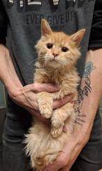 Nog enkele kittens beschikbaar!! Mogen gelijk mee, Dieren en Toebehoren, Katten en Kittens | Raskatten | Langhaar, Poes, Ontwormd