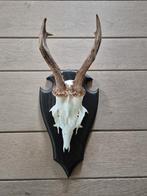 Mooie Ree Gewei Zes Ender Jacht Mancave Landelijk f87, Verzamelen, Ophalen of Verzenden, Zo goed als nieuw, Hert, Gewei of Kop