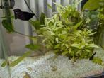 2 black molly's, Ophalen, Zo goed als nieuw