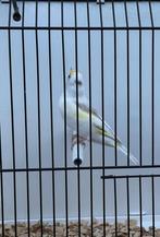 Major Putters Te Koop, Dieren en Toebehoren, Vogels | Overige Vogels, Vrouwelijk, Wildzangvogel, Geringd