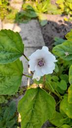 Heemst, Volle zon, Vaste plant, Zomer, Ophalen