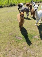 Alpaca hengstje, Dieren en Toebehoren, Overige Dieren, Januari, Mannelijk