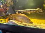 Roofvissen / meervallen, Dieren en Toebehoren, Vissen | Aquariumvissen, Vis, Zoetwatervis