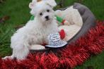 Maltezer pups mooi klein blijvend, Maltezer, Rabiës (hondsdolheid), 15 weken tot 1 jaar, Buitenland