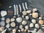 400 gram verschillende soorten SCHELPEN, Verzamelen, Ophalen of Verzenden, Schelp(en)