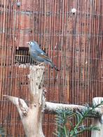 Japanse nachtegaal pop, Dieren en Toebehoren, Vogels | Overige Vogels, Vrouwelijk, Geringd