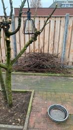 Snoeihout appelboom voor appel rookhout, Ophalen, Lente, Volle zon, Overige soorten
