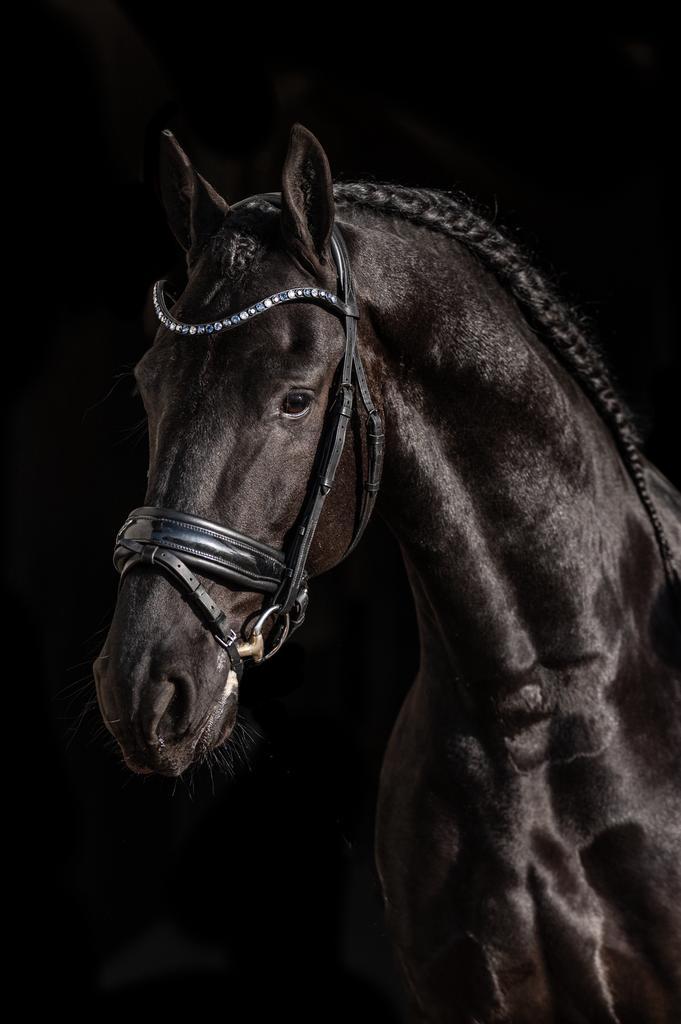 Bijrijder gezocht omgeving Utrecht, Dieren en Toebehoren, Paarden en Pony's | Verzorgingsproducten, Nieuw, Ophalen of Verzenden