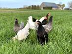 Jonge tamme groenleggers kippen te koop gesekst en ingeënt, Dieren en Toebehoren, Pluimvee, Vrouwelijk, Kip
