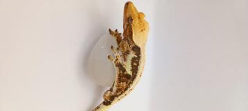1.0 Tricolor Lilly White wimpergekko man  beschikbaar voor biedingen