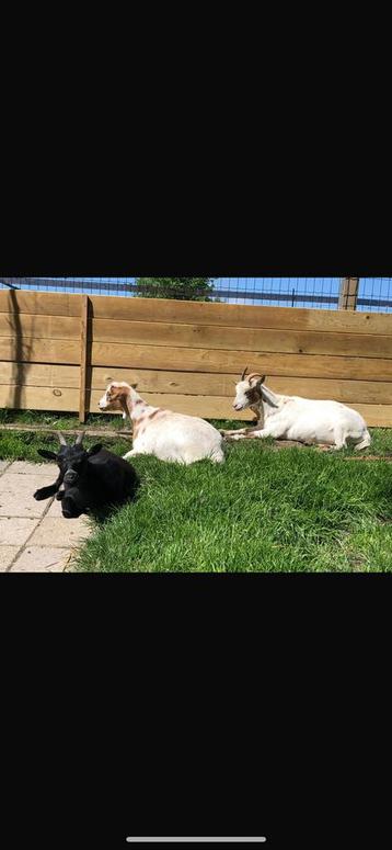 3 lieve geiten zoeken fantastisch nieuw huis beschikbaar voor biedingen