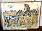 Oude schoolplaat Zebra's, Antiek en Kunst, Antiek | Schoolplaten, Ophalen of Verzenden, Natuur en Biologie