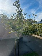 Appelboom hoogstam, Tuin en Terras, Planten | Bomen, Ophalen, Lente, Volle zon, Overige soorten