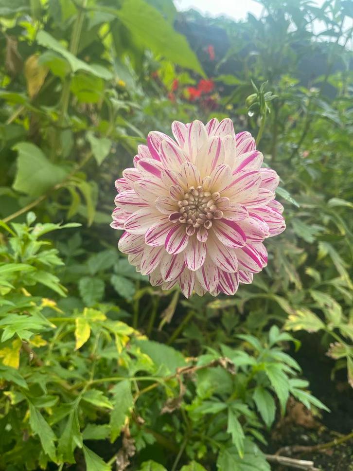Dalia Knollen - Smokey, Tuin en Terras, Planten | Tuinplanten, Vaste plant, Overige soorten, Volle zon, Zomer, Ophalen of Verzenden