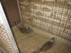 te koop 2 lady amherst fazant hanen, Dieren en Toebehoren, Pluimvee, Mannelijk, Overige soorten