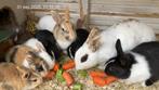 Jonge konijntjes te koop., Meerdere dieren, Middelgroot, 0 tot 2 jaar