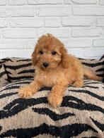 Maltipoo pups blond/abrikoos (maltezer x toy poedel), Dieren en Toebehoren, Nederland, Overige rassen, CDV (hondenziekte), 8 tot 15 weken