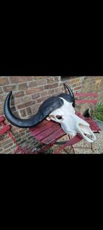 Prachtige mega kaffer buffel kaapse buffel kafferbuffel big, Verzamelen, Dierenverzamelingen, Ophalen of Verzenden, Zo goed als nieuw